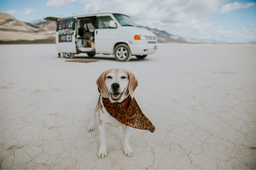 Dog in the Alvord desert in Eastern Oregon in front of a Eurovan Camper.