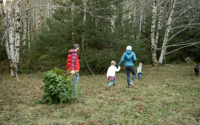 Harvest Your Own Christmas Tree GoCamp